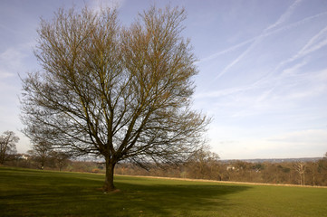 Obraz premium An Oak tree in winter in a park with blue sky