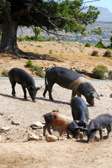 cochons corse © valérie deleplace