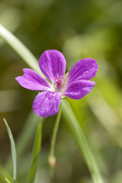 Vivid purple rural flower over green background