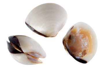 Fresh scallop detail isolated on white background