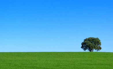  Isolated tree in the green field.    