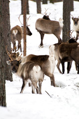 Obraz premium reindeers
