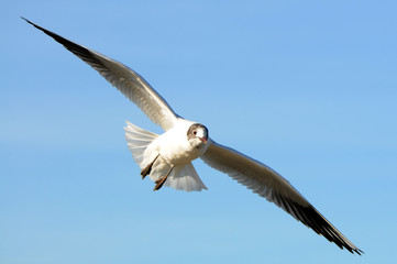 Fototapeta premium Möwe