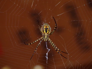 aranha