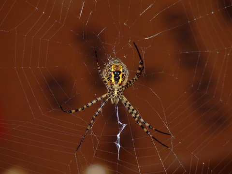 aranha