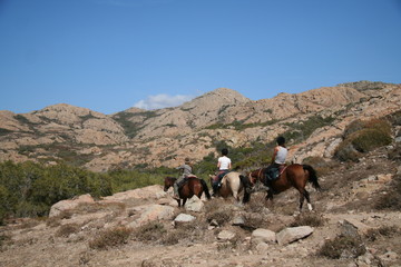 Chevaux en Corse