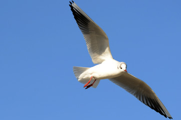 Möwe