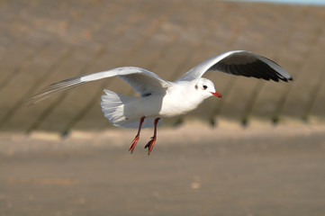 Möwe