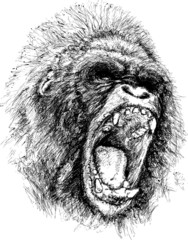 Raging ape illustration