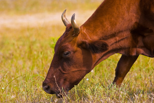 village series: portrait of cow given to butting