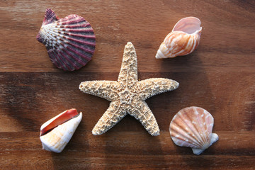 Seestern und Muscheln