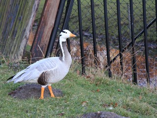 indian goose - Bar-headed Goose 