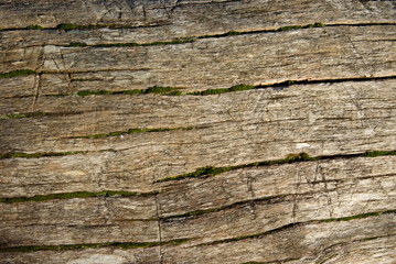 wood texture