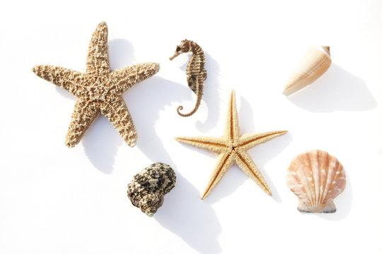 Seestern und Muscheln