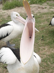 Pelican