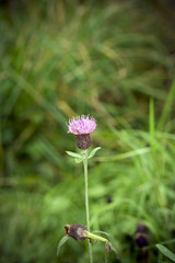 Thistle with subtle vignette around the edges.