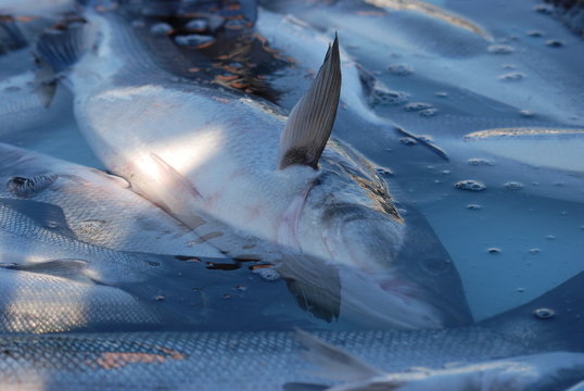peche poisson