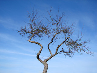 Baum_Himmel