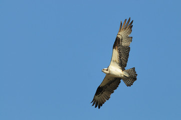 Fototapeta premium Osprey