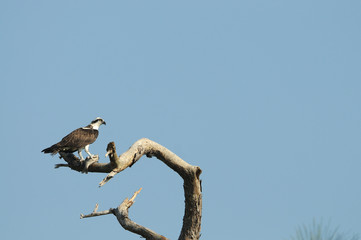 Fototapeta na wymiar Osprey eating fish