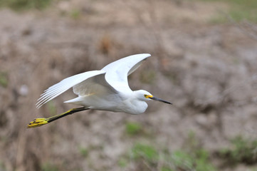 aigrette garzette neigeuse neigeux snowy egret (egretta thula)