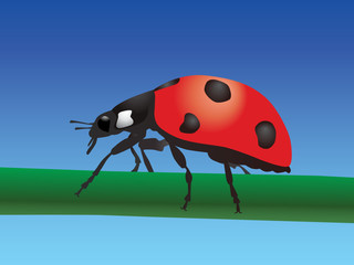 Ladybird. Vector
