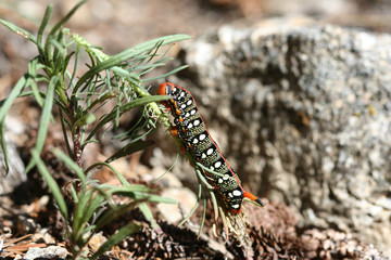 chenille - pyrenees orientales