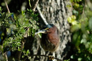 green heron lurking for food from the water