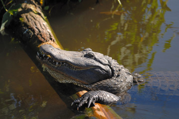 Naklejka na ściany i meble Alligator sunpaithing on the log
