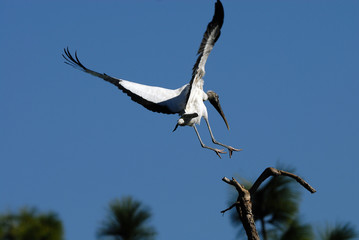 wood stork landing on the treetop