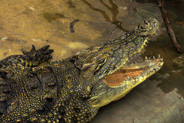 Cuban Crocodile with open mouth