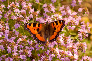 Aglais urticae butterfly