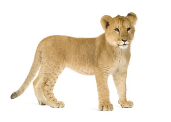 Lion Cub (6 months)
