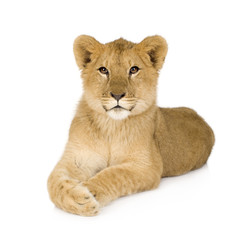 Obraz na płótnie Canvas Lion Cub (6 months)