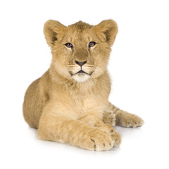 Obraz na płótnie Canvas Lion Cub (6 months)