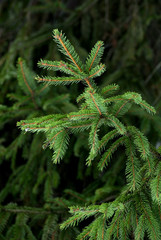 A fresh green fir bough on a dark background.