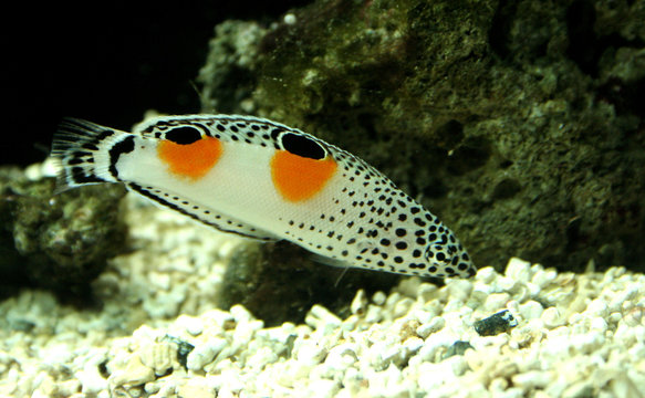 poisson labre