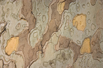 close up picture of brown wood surface