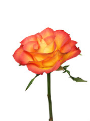 Beautiful orange rose