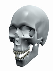 Human Skull with Open Jaw