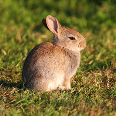 Baby Bunny