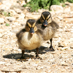 Two ducklings