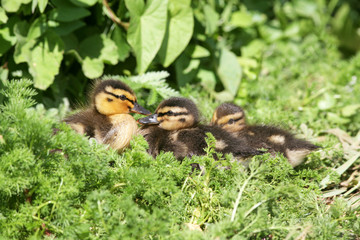 Ducklings