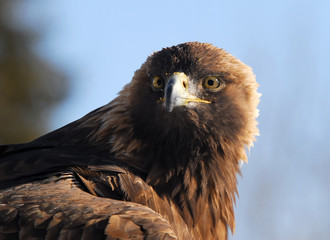 Golden Eagle