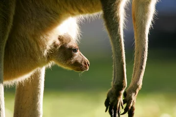 Selbstklebende Fototapete Känguru Australische Kängurus