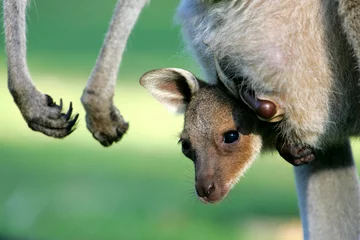 Foto op geborsteld aluminium Kangoeroe Australische kangoeroes