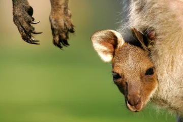Abwaschbare Fototapete Känguru Australisches Känguru