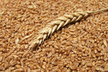 Wheat background in close up