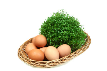 Green spring cress and chicken eggs in a basket. Isolated .