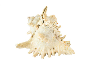 Sea conch isolated